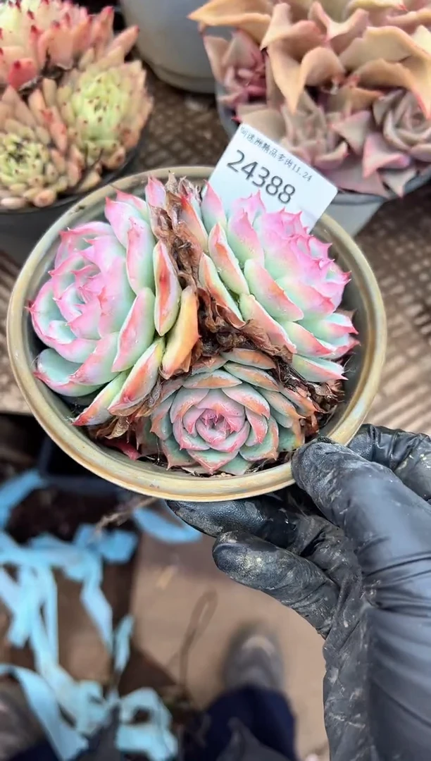 那****吧多肉植物一物一拍24388