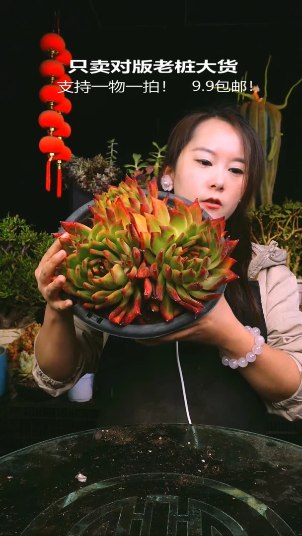457号法兰克一物一拍