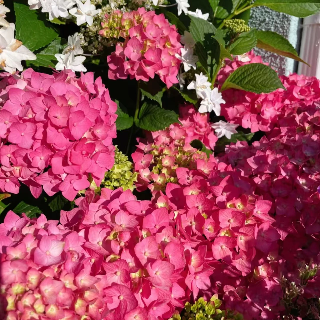 袭夏 红色 5加仑（焦） 半开花发货 矮小型 大花绣球 花卉盆栽