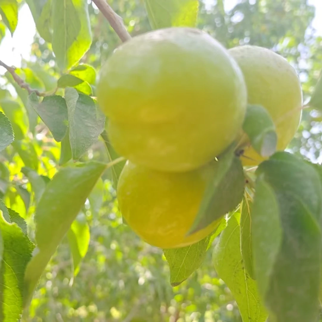 【情人杏】新疆麦盖提白杏新鲜多汁香甜可口白杏4斤4-5cm大小