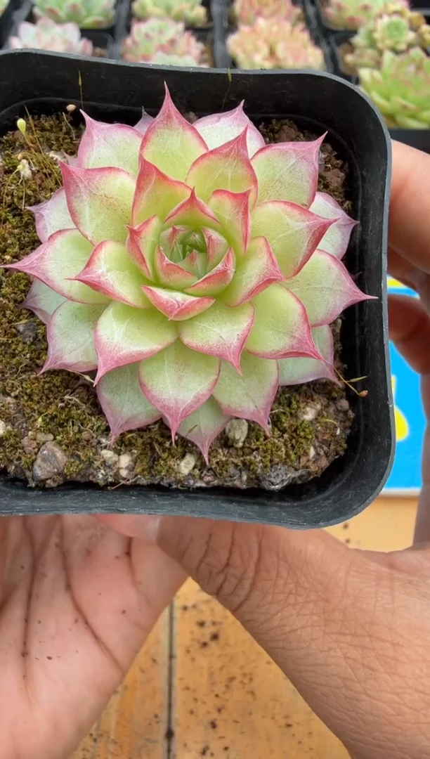 东云多肉园二店-256