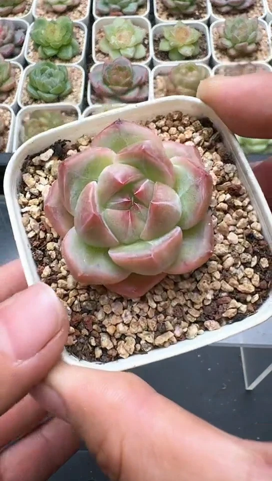 637F云禹多肉植物 默认脱土纸巾打包 3颗包邮