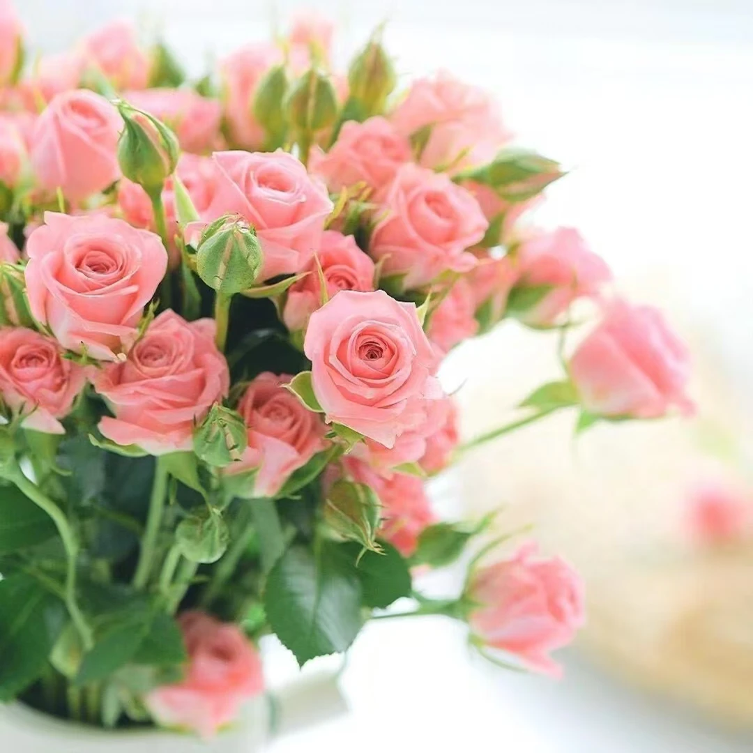 花鲜祉 甜心 今日下单次日送达 云南昆明斗南鲜花基地直发新鲜