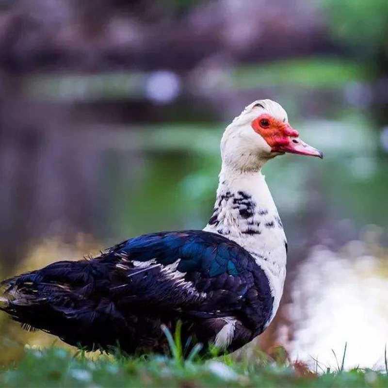 活体宠物鸭黑番鸭包邮发货好看