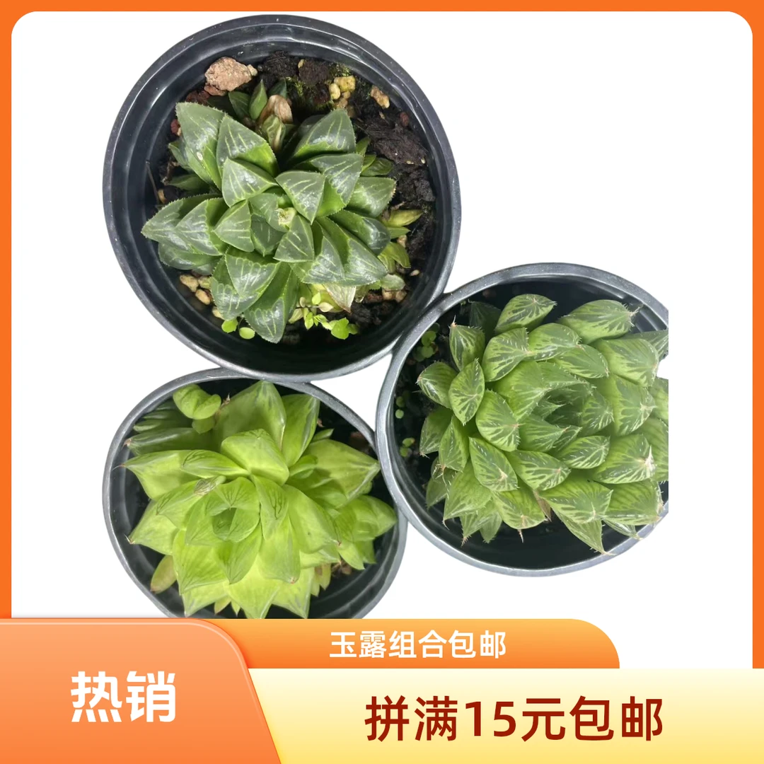玉露组合拼满15元包邮多肉植物阳台露台办公室绿植植物