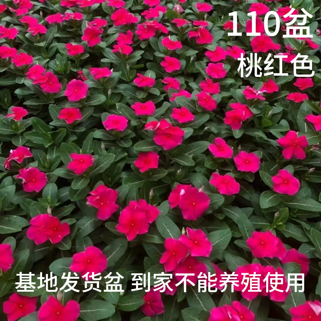 【长春花天天开】盆栽四季开花带花苞适合地栽庭院观赏花境组栽
