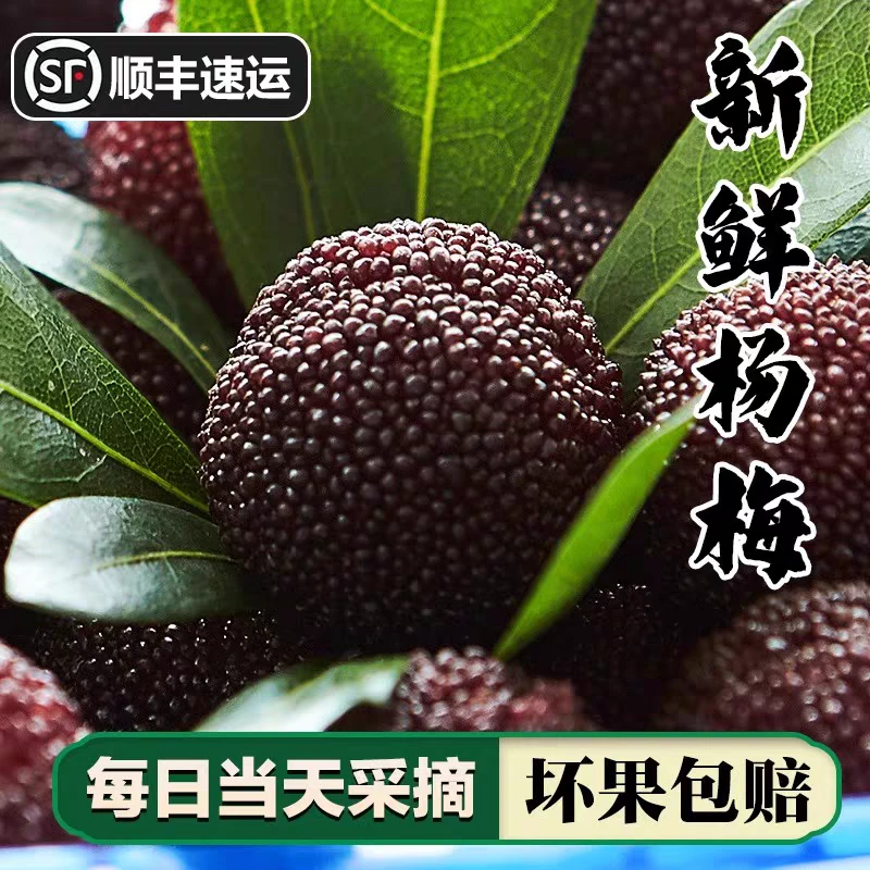 正宗浙江仙居杨梅新鲜当季孕妇水果荸荠杨梅黑炭现摘现发