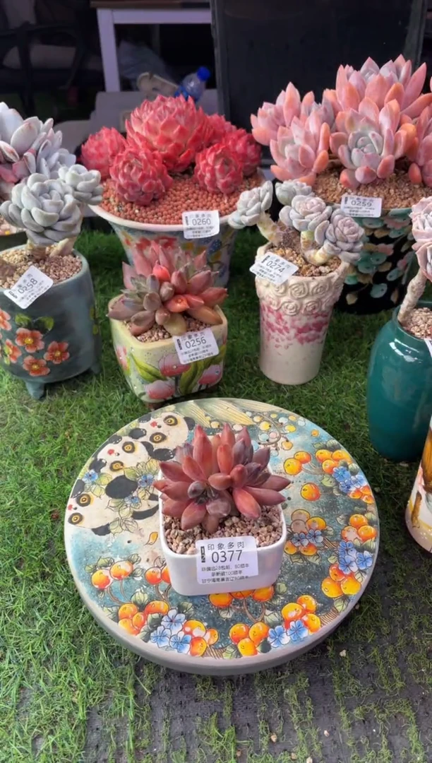昆明印象多肉0377