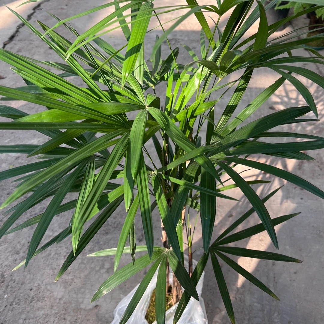 棕竹苔藓球盆栽室内绿植耐阴耐晒好养适合客厅摆放