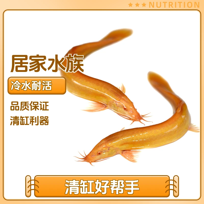 冷水观赏活鱼好养耐活黄金鳅淡水工具鱼清道夫鱼清理黄金泥鳅小鱼