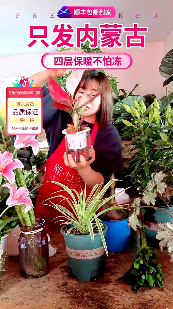 完全开放水培红如意顺丰包邮