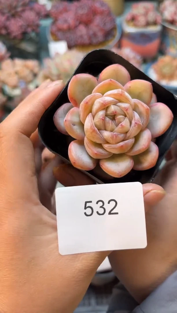 532单头星星珍妮多肉