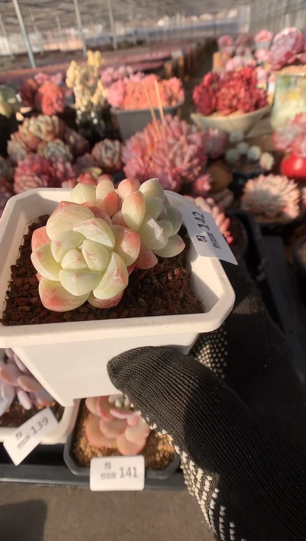 142冰玉多肉植物一物一拍