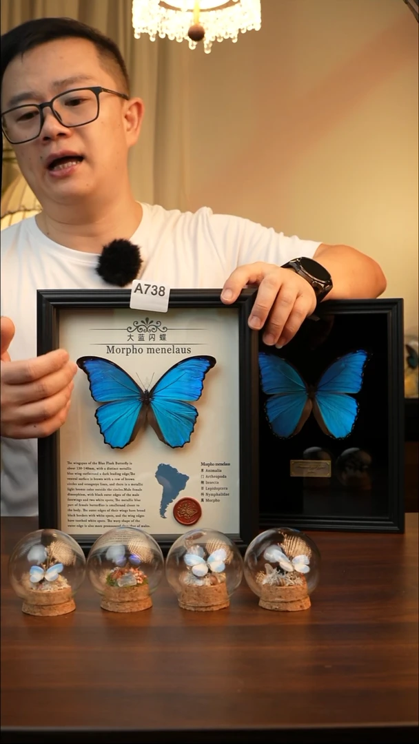 大蓝闪蝶-英文（A4欧式黑框）A738