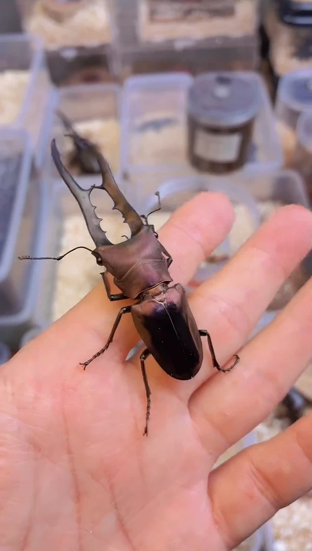 89mm美他成虫公一只单虫