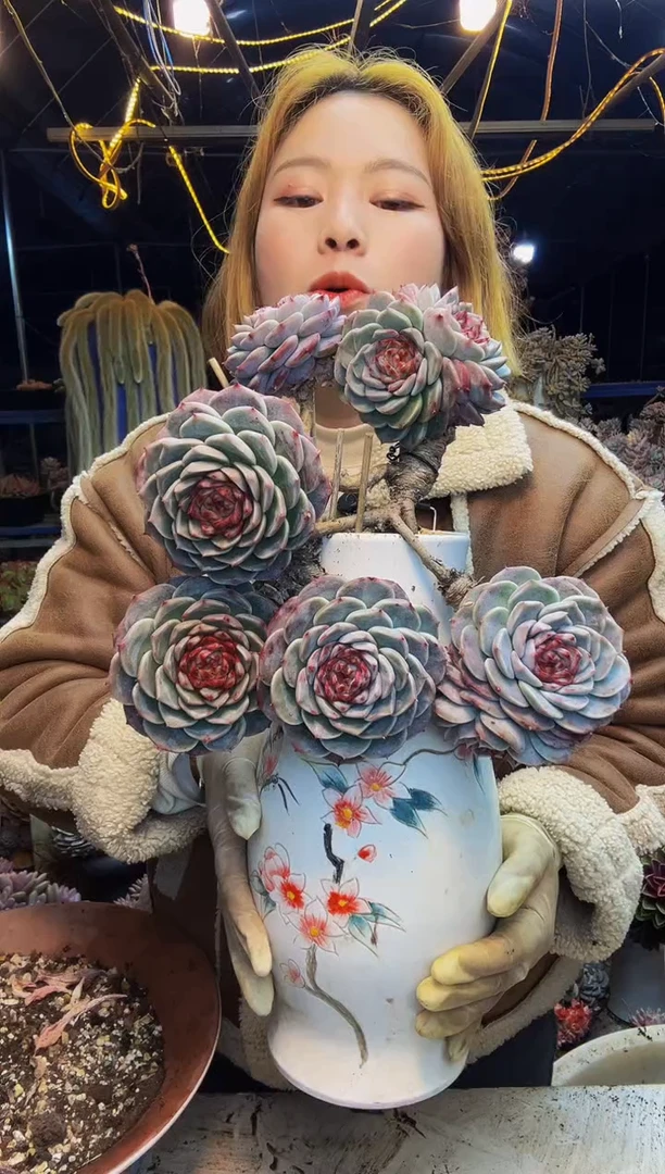 商****坊天鹅绒一物一拍带盆商城姐