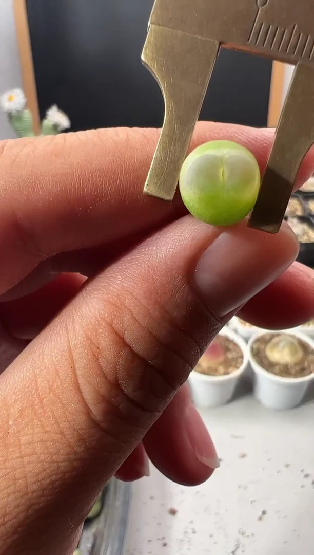 一物一拍       97