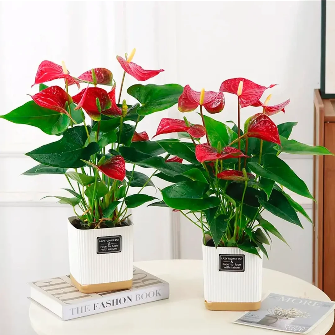 土培红掌每盆3-5朵花盆栽办公室客厅绿植盆景鸿运当头净化空气