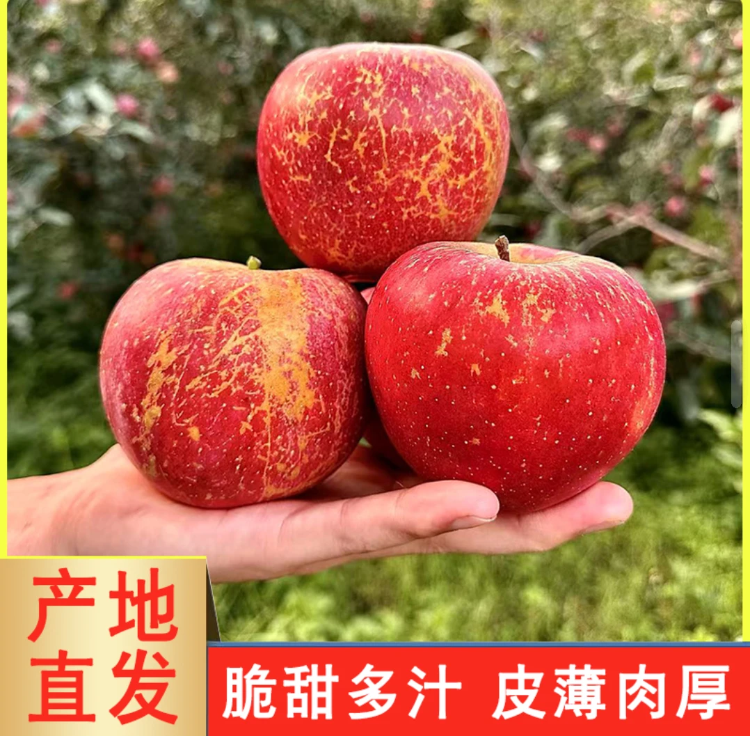 (精选果)云南昭通丑苹果新鲜现摘脆甜多汁当季新鲜水果