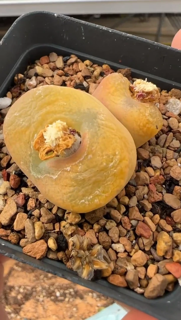 【闪购商品】20-192