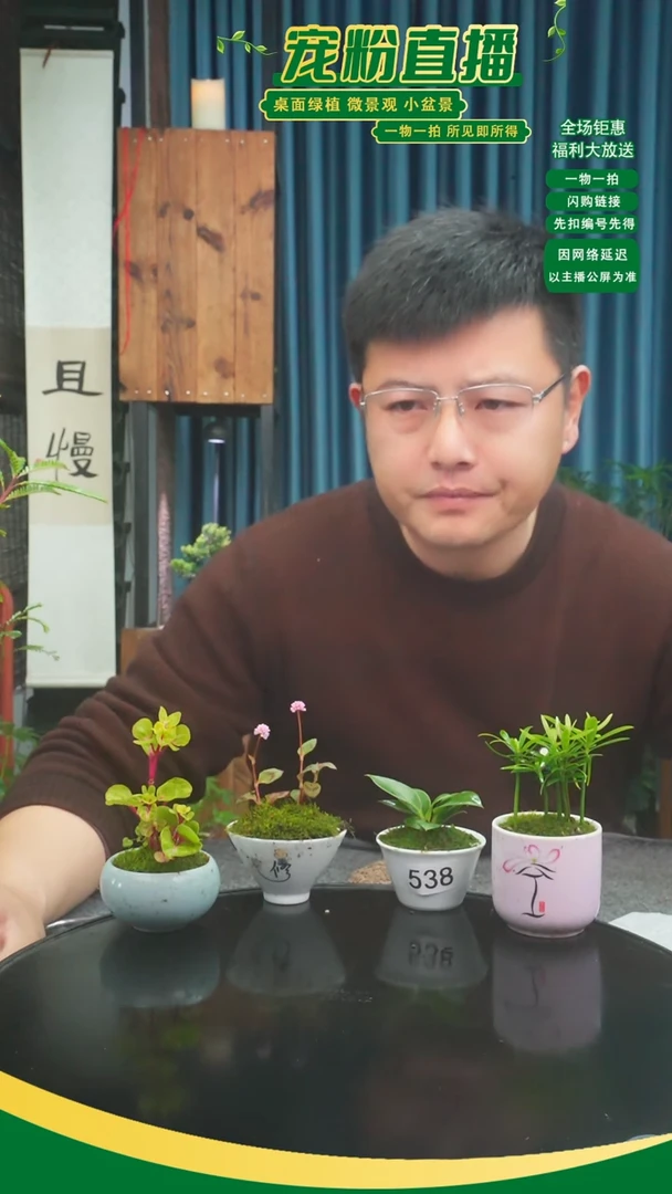 无花朵“****～苔藓微景观538号