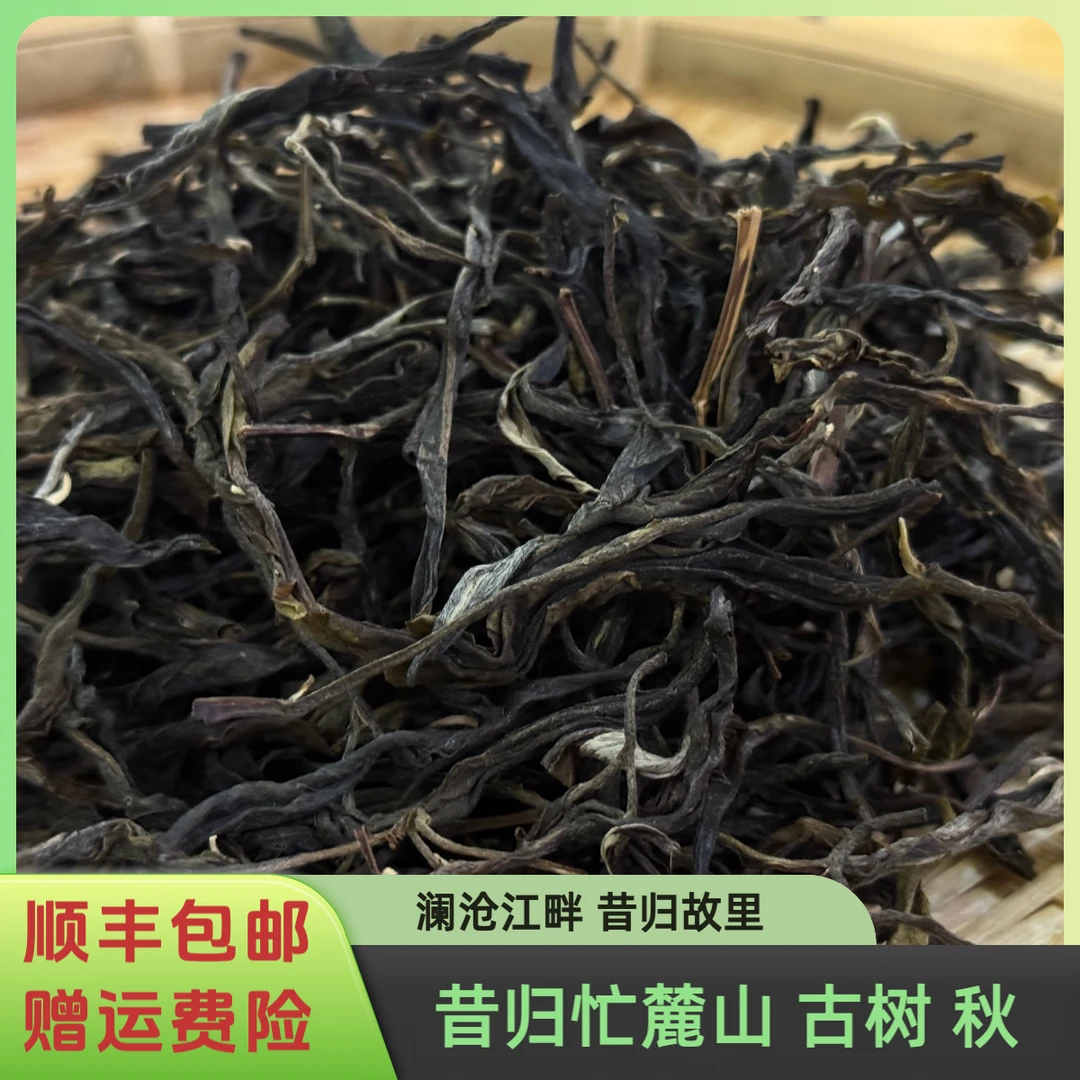 [古树 秋]2021年昔归忙麓山 古树 秋 散茶50g