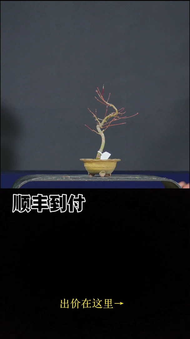 无花朵B***nc148唐枫bubaoyou