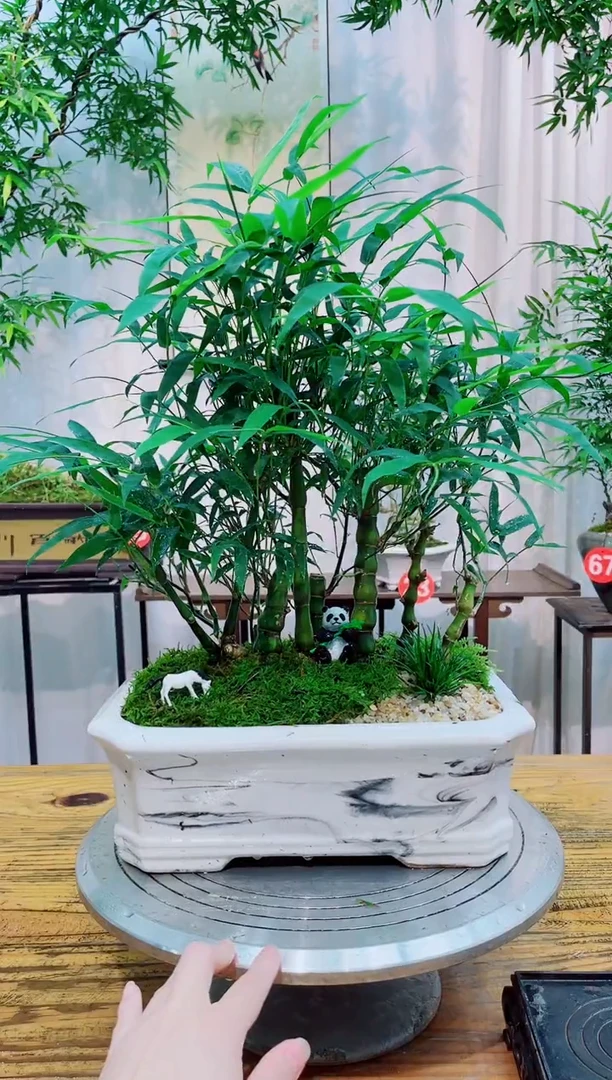 无花朵竹子盆景竹子盆景