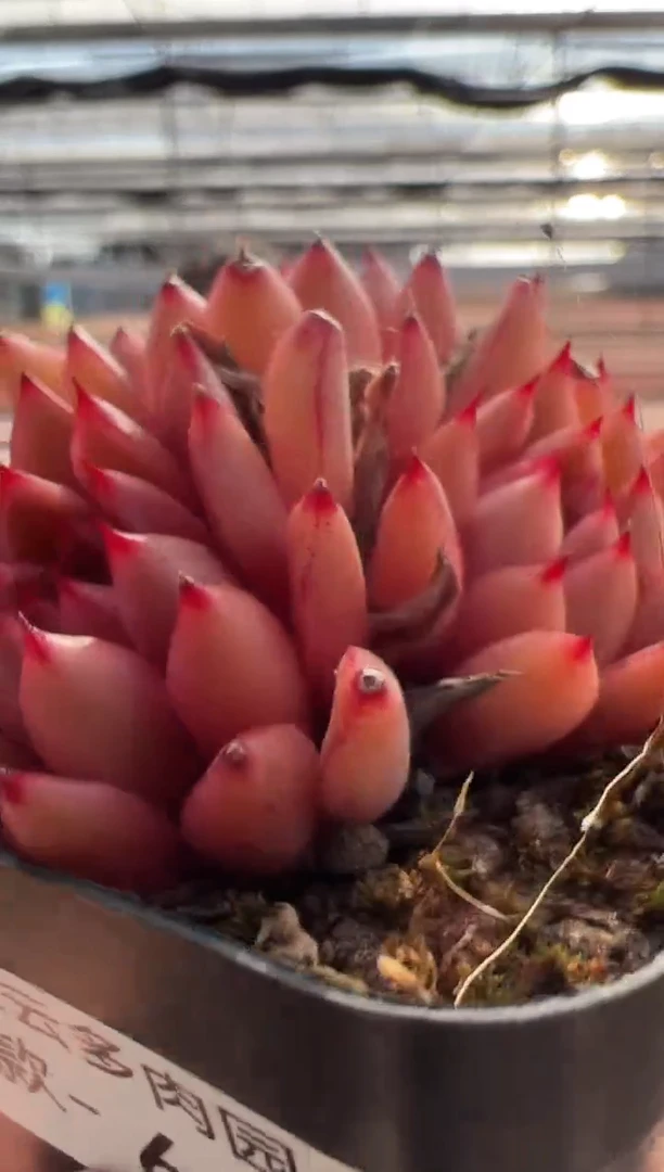 【闪购商品】新品多肉-66