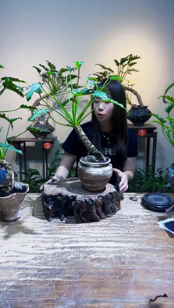 无花朵一**风优惠价98