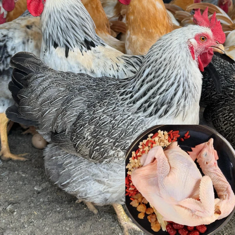 3只稻花母鸡(小) 山林散养300天 黑白花 肉质鲜美生鲜鸡 顺丰包邮