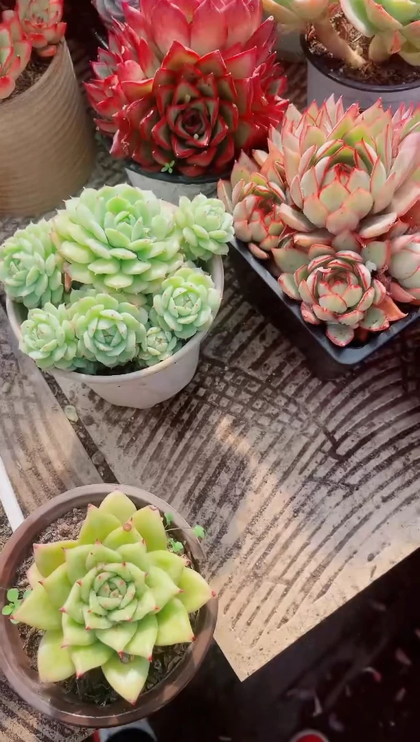 天**蓝跃跃精品多肉05178