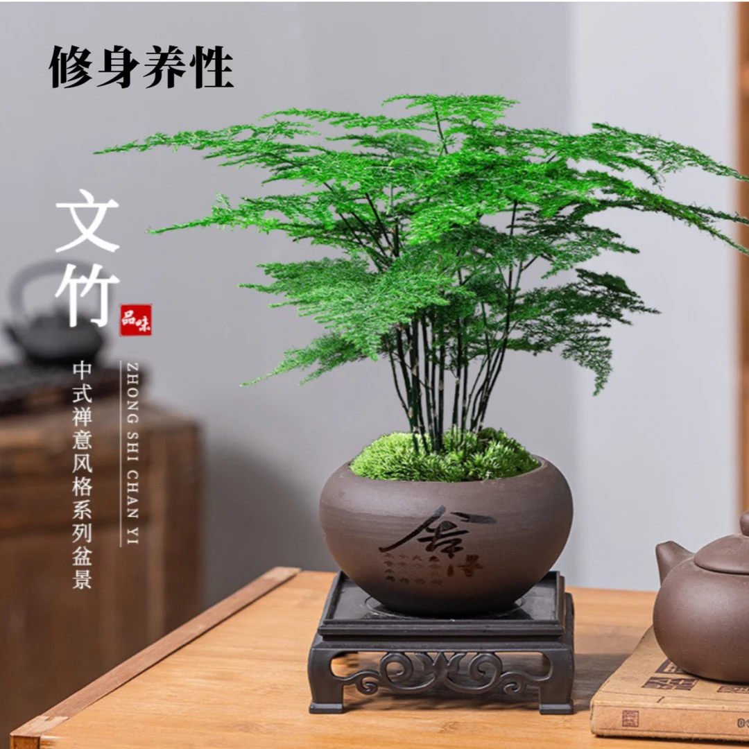 文竹陶瓷盆带苔藓观叶植物室内办公室桌面盆栽优雅美观禅意大自然