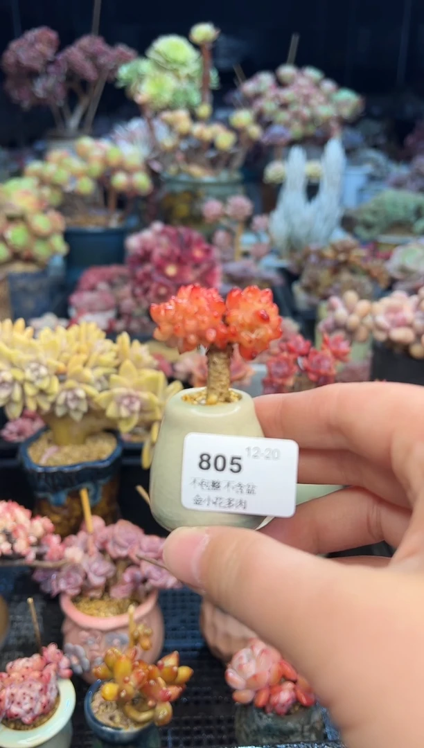 【闪购商品】805不带盆