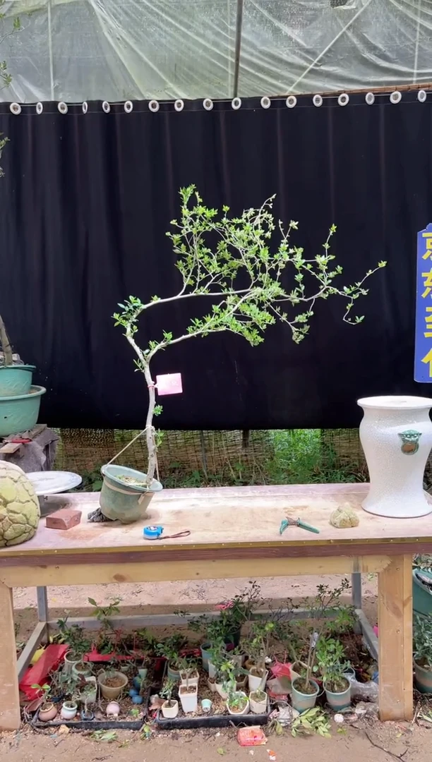 当前无花朵，栽培后可花朵小****4海岛栀子花