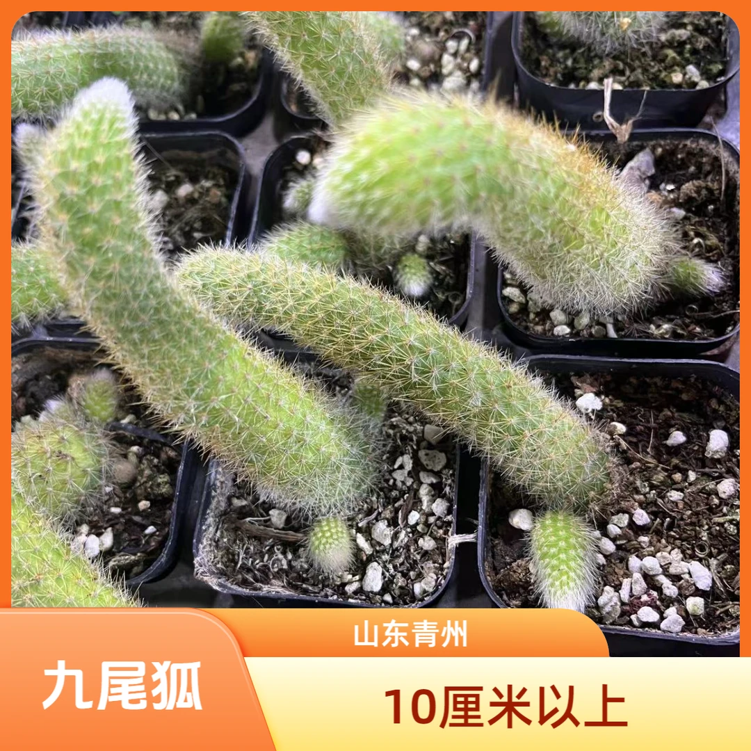 九尾狐6.5厘米盆（10厘米）