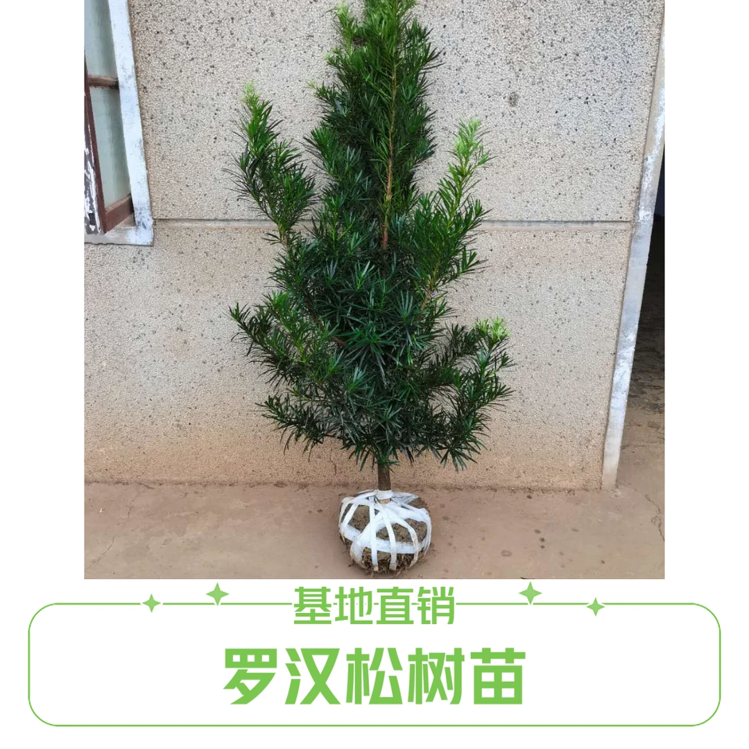罗汉松树苗庭院阳台绿化植物大树地栽盆栽四季常青
