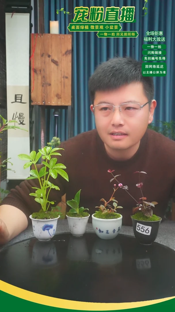 无花朵卖****?苔藓微景观556号