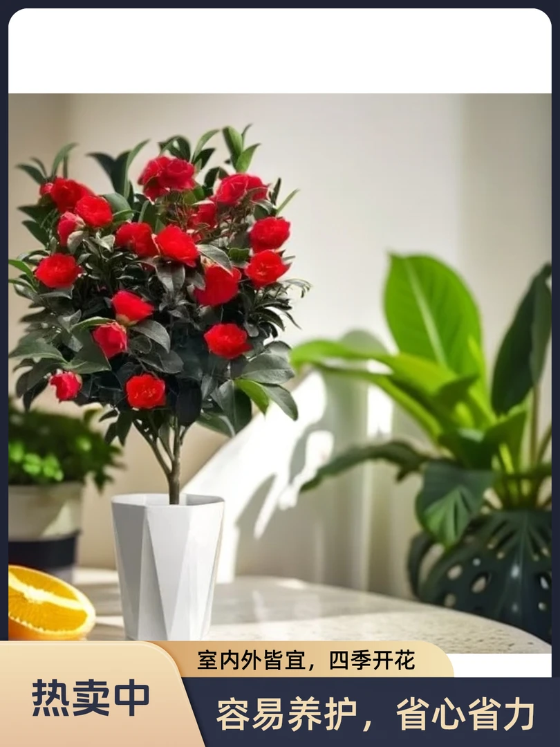 四季山茶花盆栽原土原盆发货确保成活四季开花室内外好养