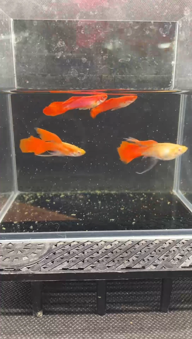孔雀鱼血红大C 编号2
