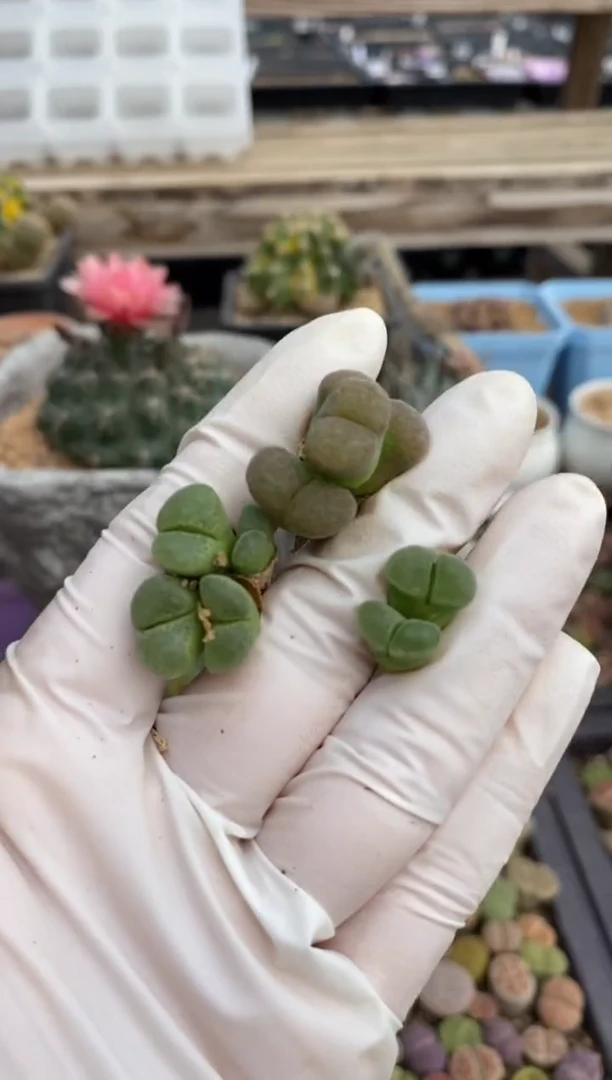 5307开播福利一物一拍