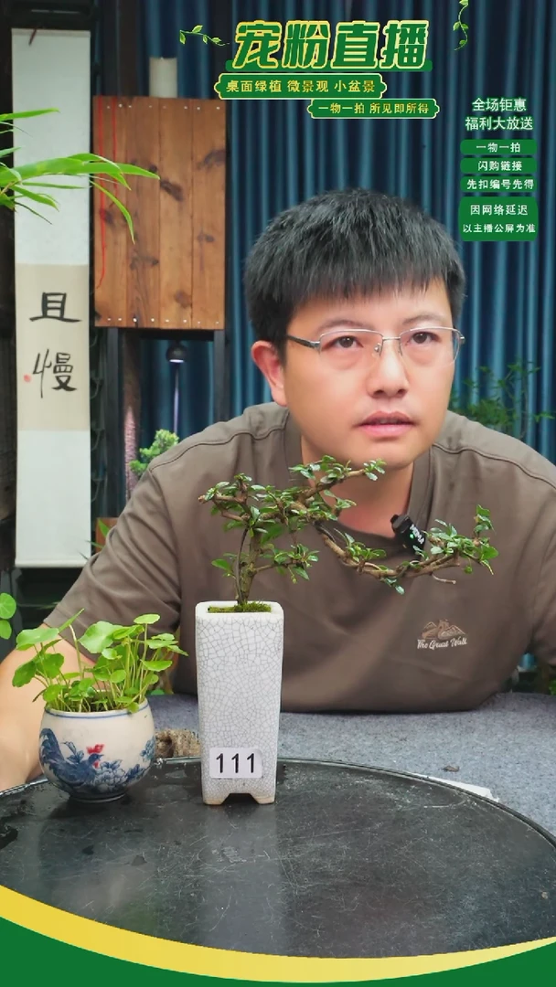 无花朵L**a苔藓微景观111号
