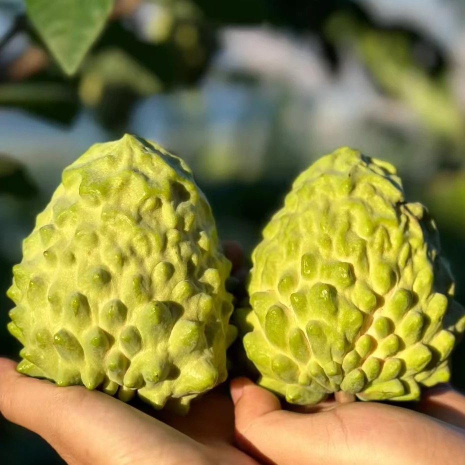 释迦果（树上熟海南）