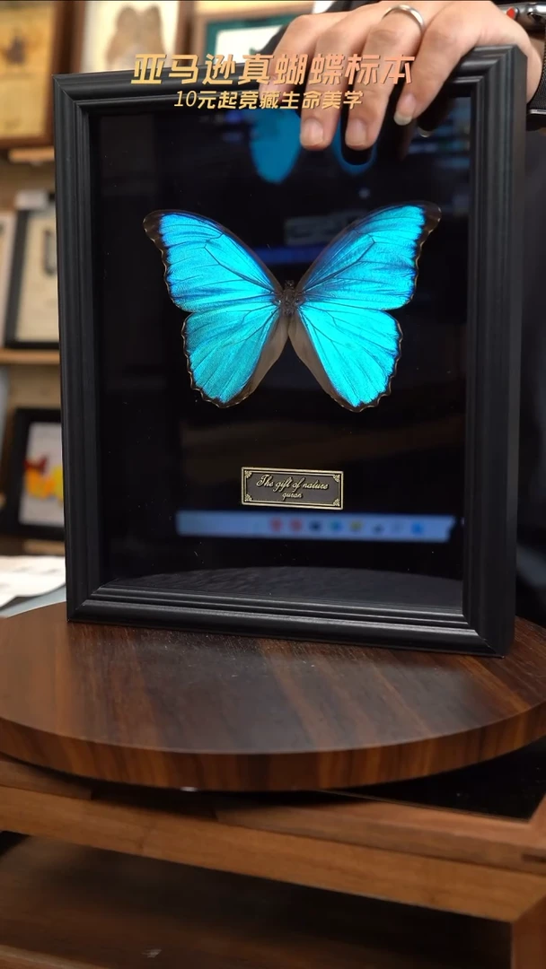 大蓝闪蝶黑绒底版10寸欧式框（带证书）