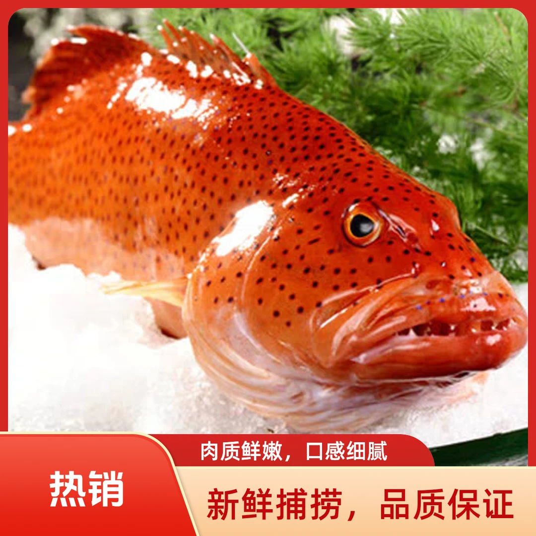 野生东星斑，纯野生