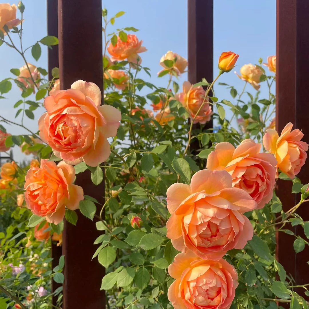 AA【夏洛特夫人】月季花苗爬藤月季盆栽植物藤本蔷薇苗庭院