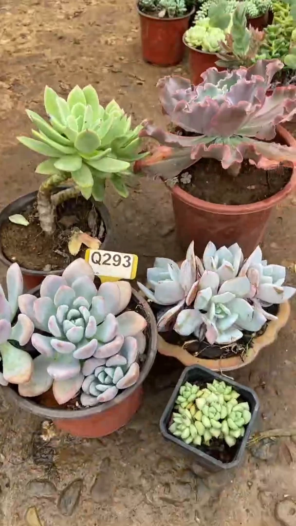 Q293多肉组合默认脱土发货