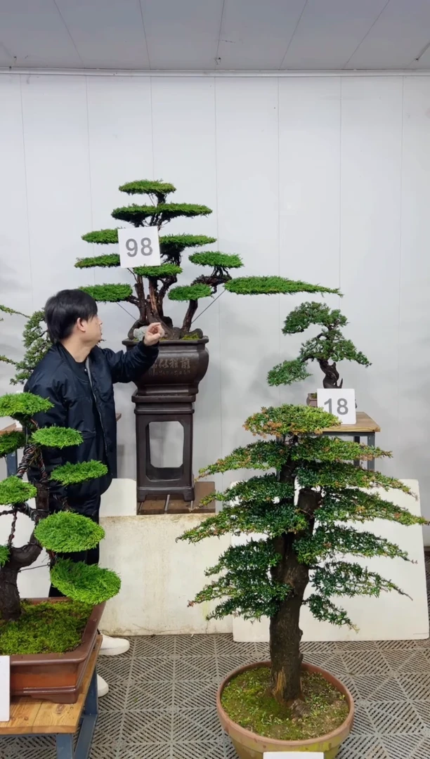 无花朵造型盆景一物一拍