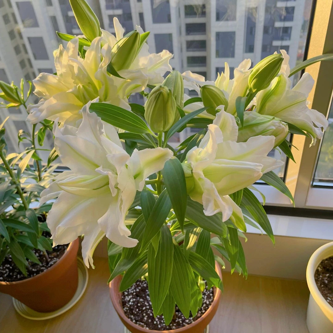 【爱莎】13/15重瓣大花浓香种球大四季可种阳台庭院种植耐