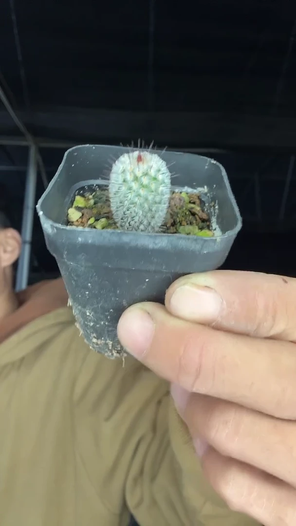 实生直刺佩雷15.99